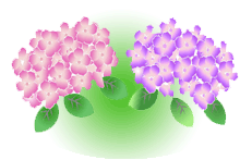 あじさいの花イメージ