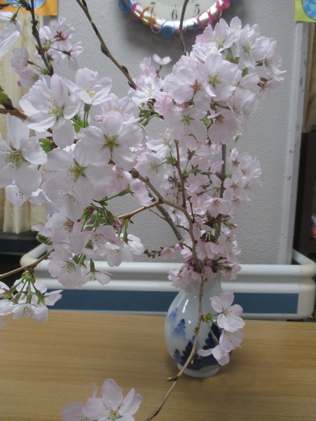 満開の桜