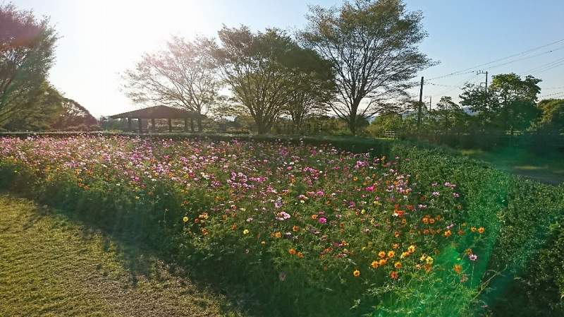 秦野戸川公園