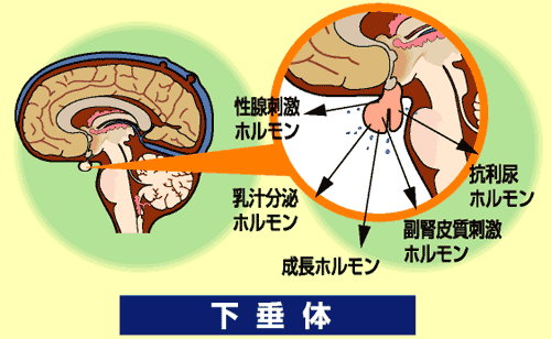 下垂体