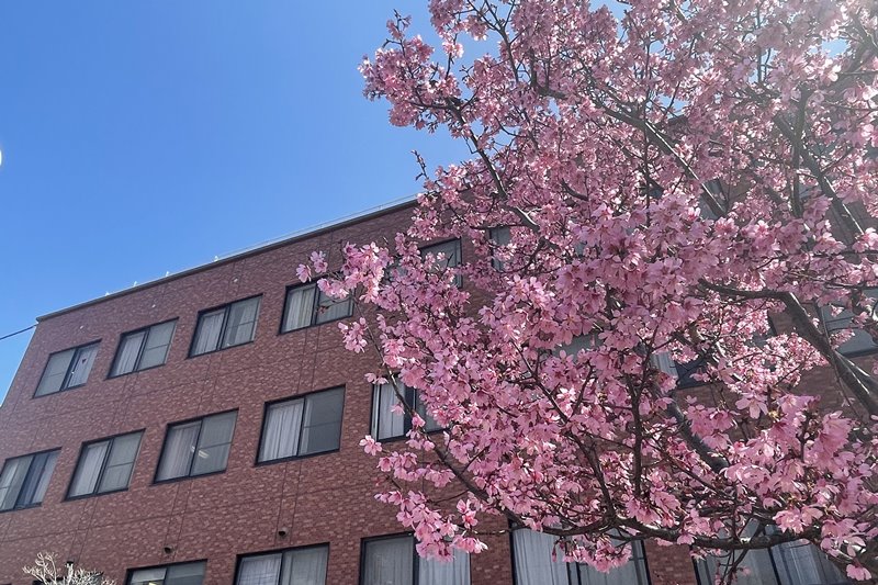 オカメ桜3月