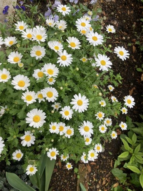 南館前の花壇